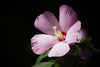 hibiscus plant seeds