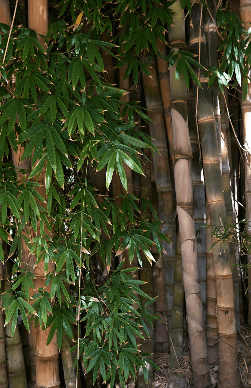 Premium Bambu Petung Seeds | Buy Dendrocalamus asper Seeds Online