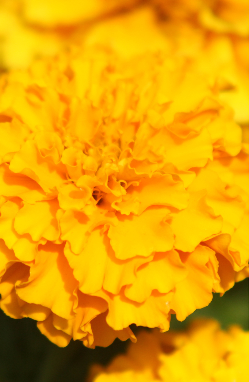 Premium African Flower Marigold Seeds - Buy Online Now!