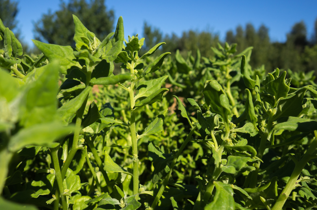 Elevate Your Veggie Patch: Purchase New Zealand Spinach Seeds for Lush Growth