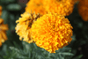 Shop High-Quality African Flower Marigold Seeds Here