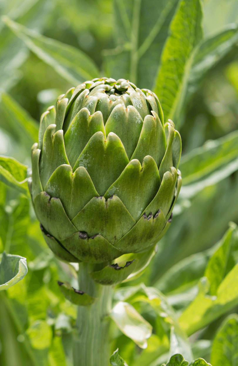 Premium Green Globe Artichoke Seeds - Start a flavorful culinary adventure with these high-quality seeds
