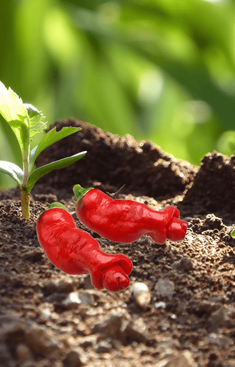Premium Chili Hot Peter Pepper Seeds - Start a fiery and flavorful harvest with these high-quality seeds 