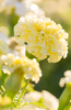 Discover White African Marigold Seeds - Shop Now