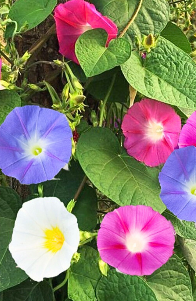 Vibrant Mixed Morning Glory: Buy for Colorful Garden Displays