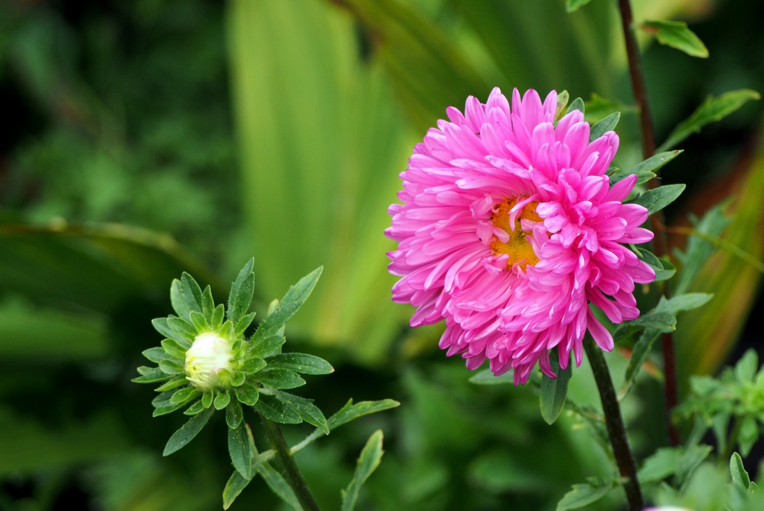 Elevate Your Garden: Get Pink Aster Flower for Charming Floral Accents