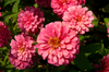 Radiant Pink Zinnia Elegans: Buy for Vibrant Garden Displays