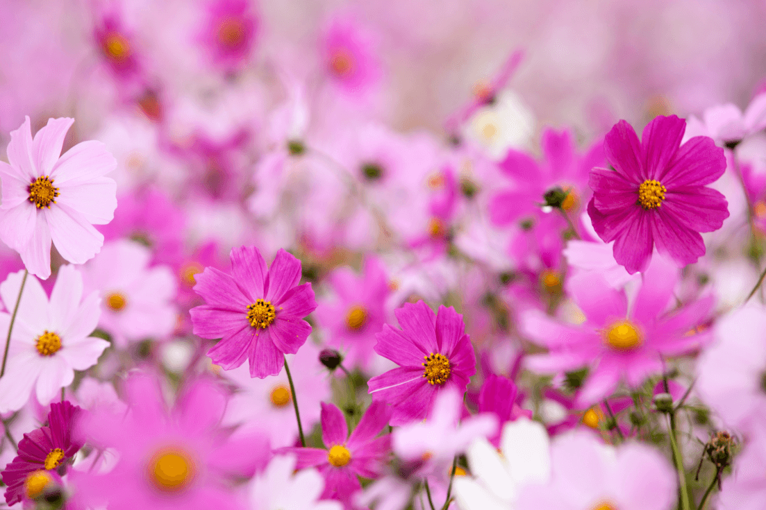 Elevate Your Garden: Get Cosmos Sensation Mixed for Spectacular Floral Beauty