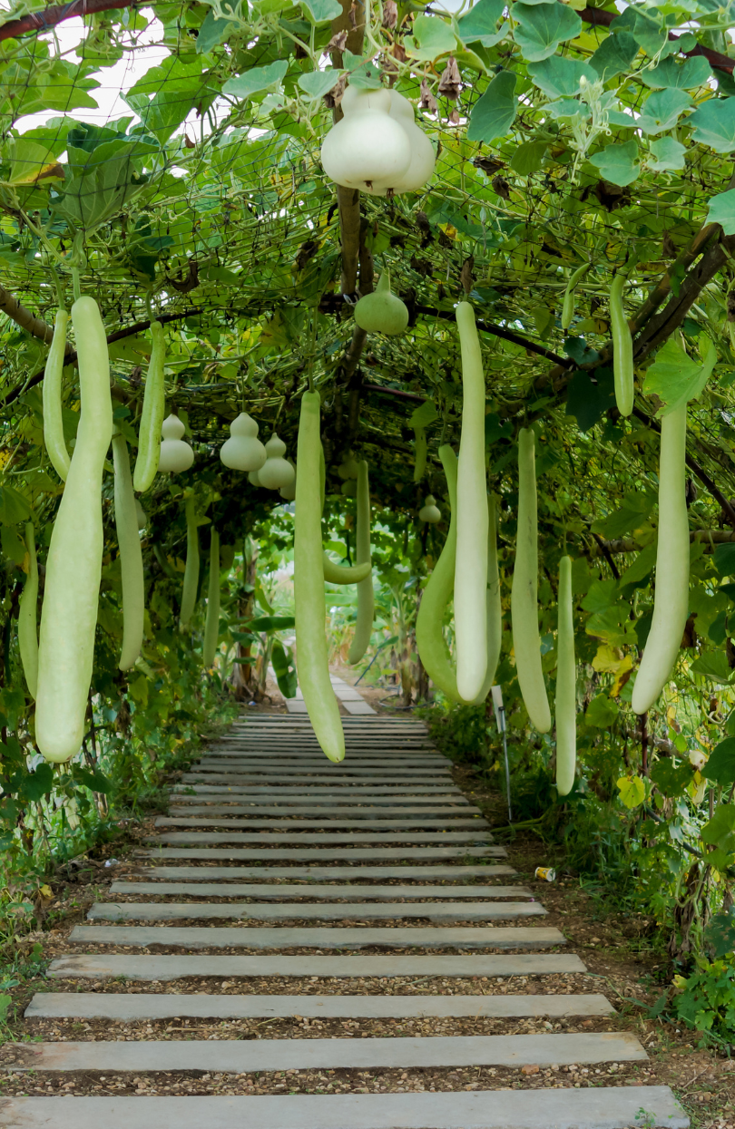 Versatile Kitchen Essential: Buy Bottle Gourd for Nutrient-rich and Flavorful Dishes