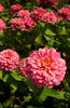 Buy Pink Zinnia Elegans: Radiant Blooms for Your Flower Garden