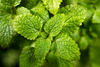 Buy Lemon Balm Seeds - Cultivate Your Own Refreshing Herb Garden 