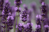 Explore a Variety of Lavender Vera Seeds | Grow Your Own Fragrant Lavandula 