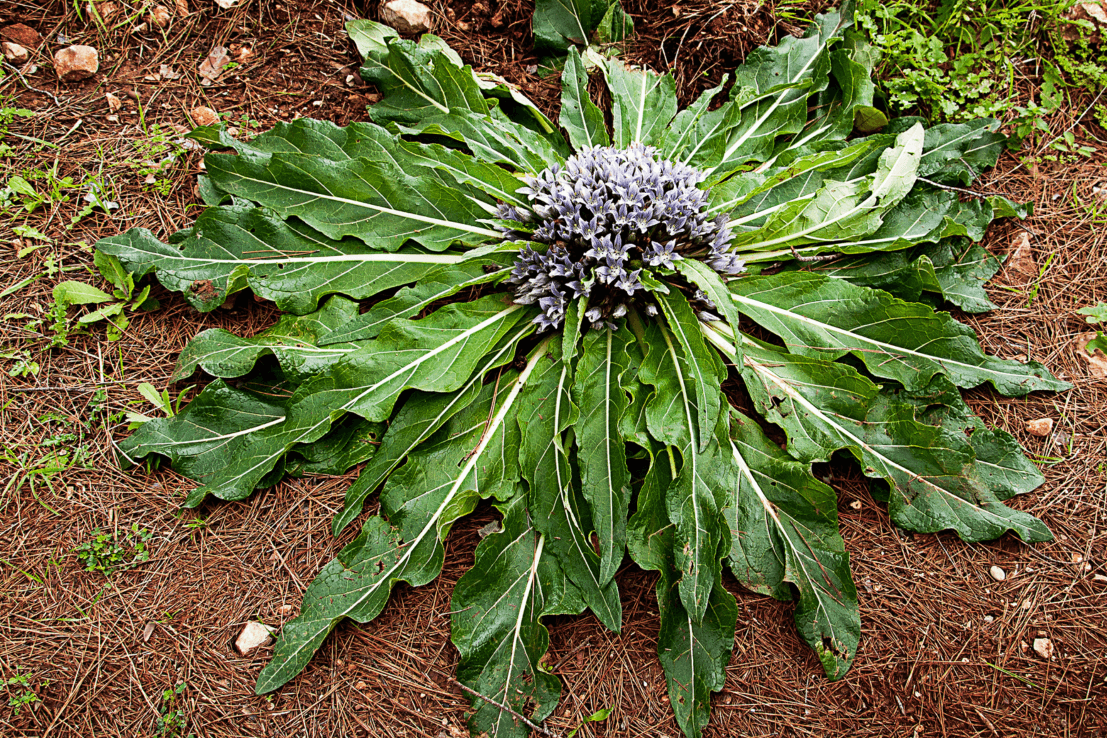 Explore Mandrake Seeds | Grow Your Own Enchanting Mandragora Officinarum