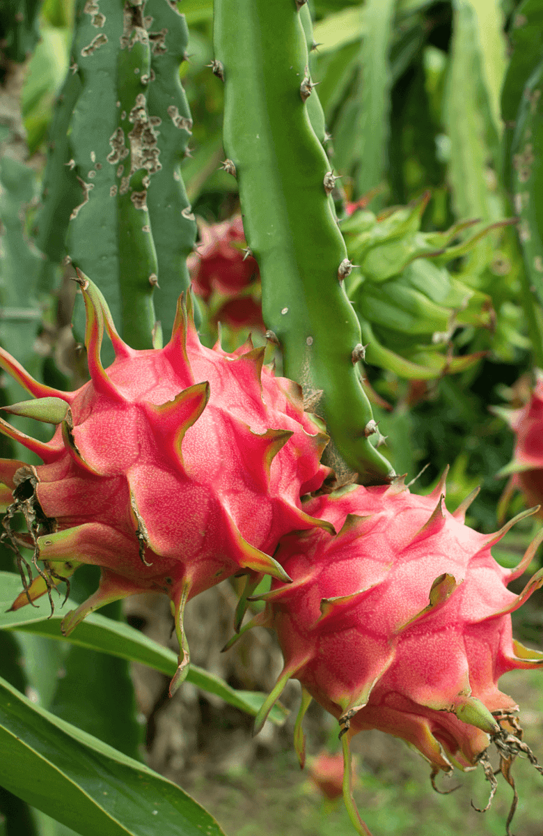 Dragon Fruit (Red)