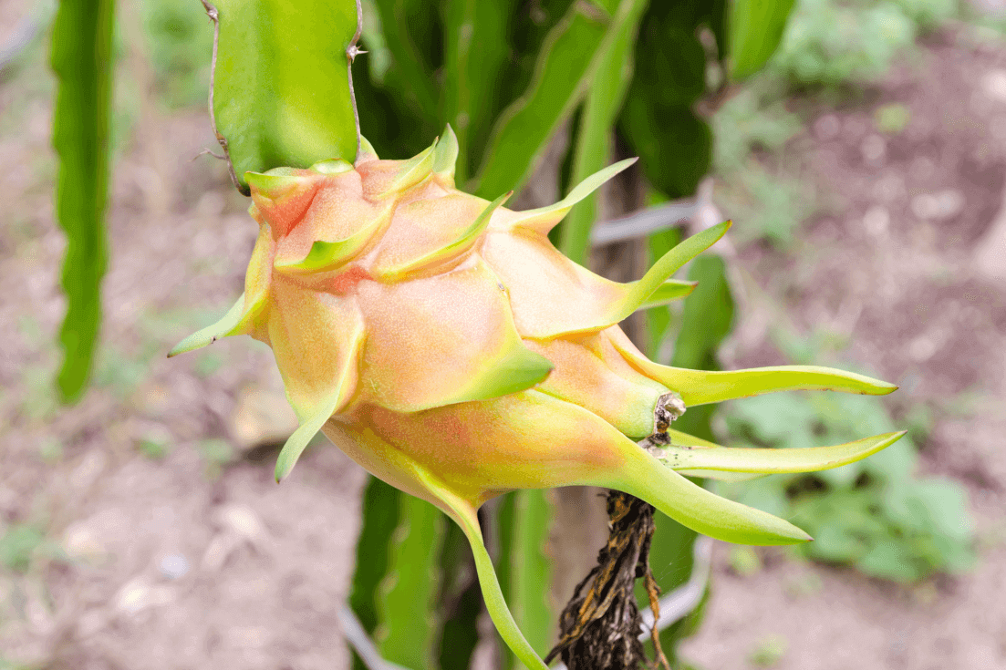 Explore a Variety of Yellow Dragon Fruit Seeds | Grow Your Own Vibrant Pitaya Dragonfruit