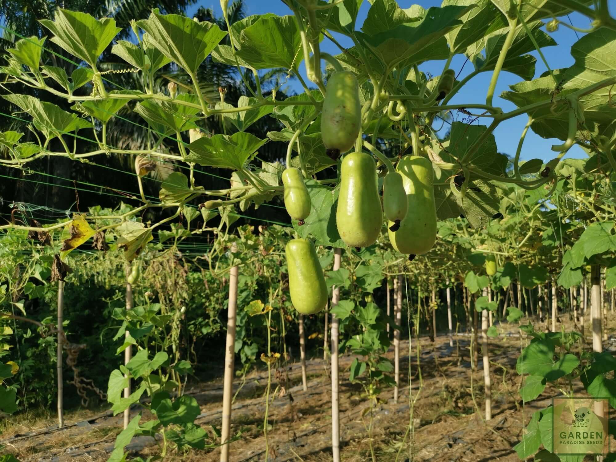 Nourish with Nature: Get Bottle Gourd Seeds for Fresh and Vibrant Garden Bounty