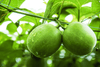Buy Online Luo Han Guo Seeds (Siraitia Grosvenorii) | Exotic Seeds