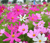 Burst of Colorful Blooms: Buy Cosmos Sensation Mixed for Captivating Landscapes