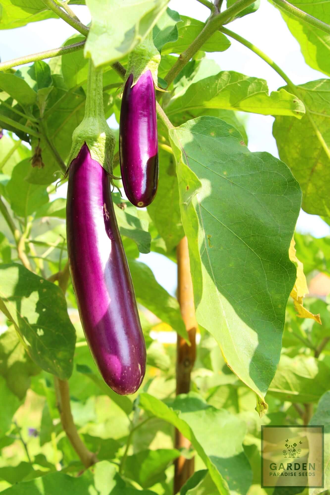 Buy Long Purple Aubergine Seeds - Grow Flavorful Eggplants