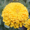 Premium Yellow Zinnia Elegans Seeds for Sale - Create a Radiant Flowerbed