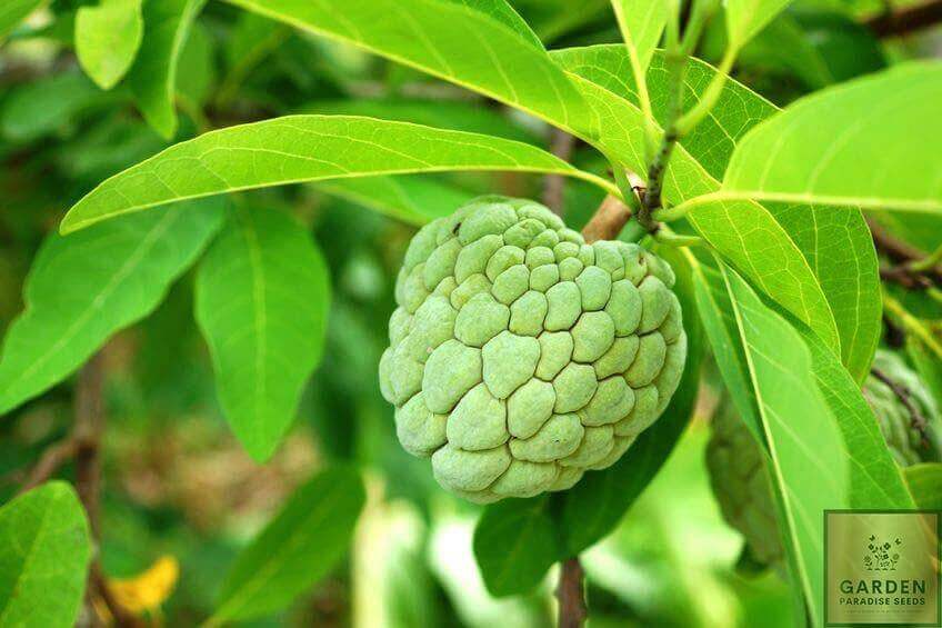 Taste the Tropical Magic: Get Sugar Apple for Refreshing and Juicy Fruit