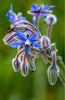 Purchase Borage Seeds for Colorful and Flavorful Herbs