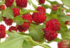 Shop for Strawberry Sticks Seeds - Harvest Fresh and Flavorful Herb Stems 