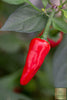 Buy Apache Pepper Seeds - Ignite Your Garden with Spicy Flavor