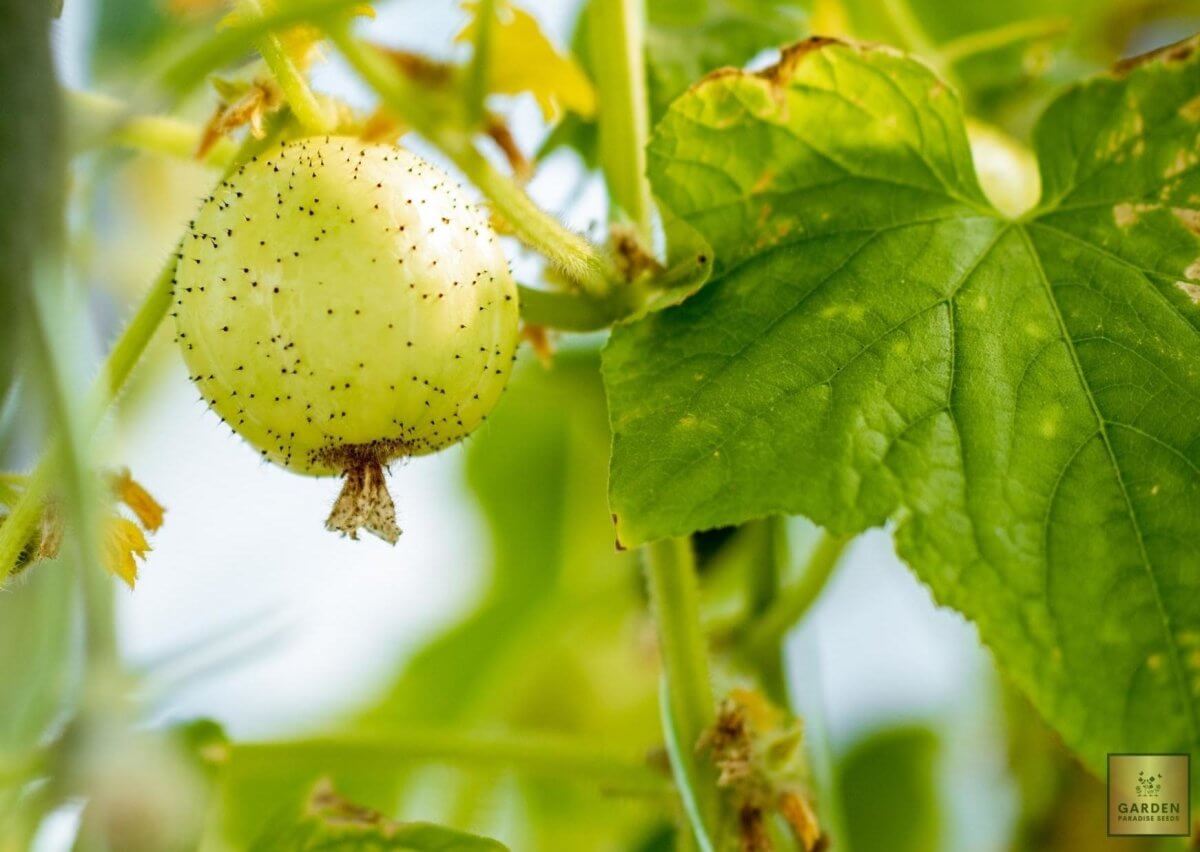 Deliciously Tangy: Get Cucumber Crystal Lemon Seeds for Zesty Cucumber Harvests