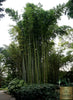 Shop for Top-Quality Moso Bamboo Seeds | Enhance Your Landscape with Phyllostachys 