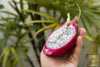 Buy White Dragon Fruit Seeds Online | Enhance Your Garden with Beautiful Pitaya Plants 