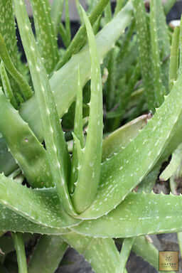 Experience the Benefits of Aloe Vera Barbadensis Miller - Order Now and Discover a Natural Remedy!