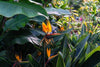 THE BEAUTIFUL PLANT STRELITZIA NICOLAI | Garden Paradise Seeds