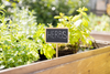 A vibrant herb garden featuring the top 7 herbs grown from seed, showcasing basil, rosemary, thyme, oregano, mint, parsley, and cilantro, each in their full green glory