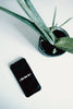 buy aloe vera seeds