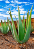 Get Your Hands on Aloe Vera Barbadensis Miller - Grow Your Own Healing Plant at Home!