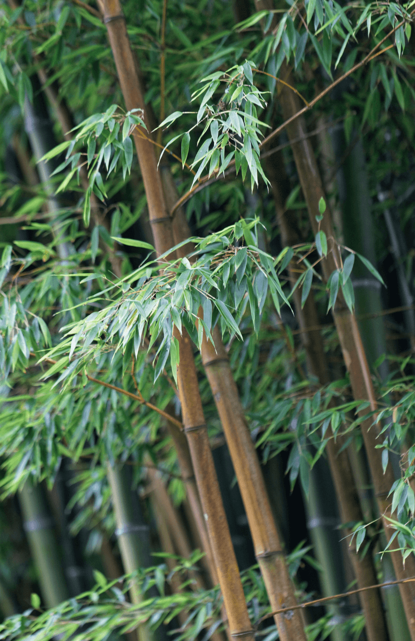 Explore a Variety of Moso Bamboo Seeds | Phyllostachys Species Available 