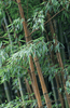 Load image into Gallery viewer, Explore a Variety of Moso Bamboo Seeds | Phyllostachys Species Available 