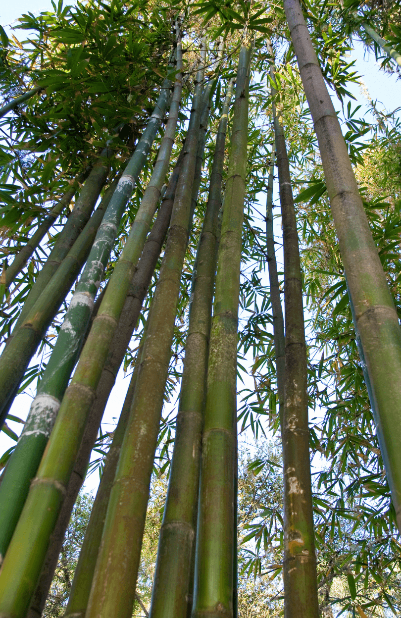 Buy Dendrocalamus latiflorus Bamboo Seeds Online | Cultivate Your Own Dense and Tall Bamboo Forest