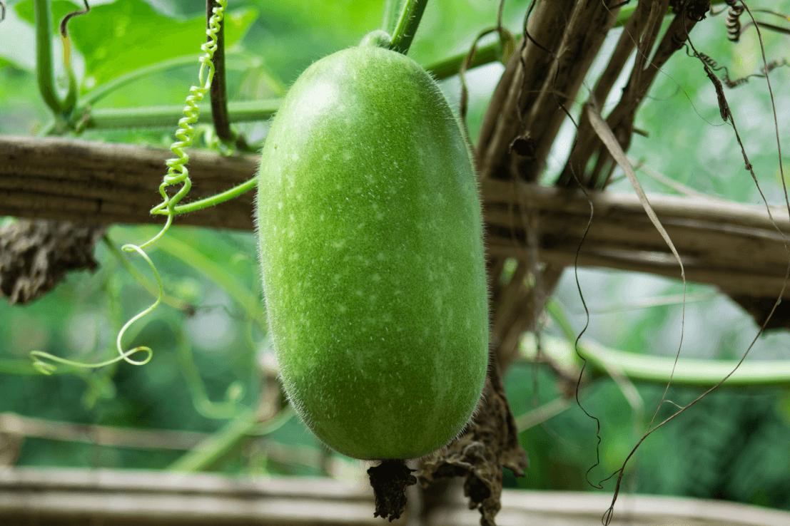 Buy Ash Gourd Seeds Online | Explore Diverse Varieties 