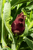 Indlæs billede i gallerifremviser, Premium Red Artichoke Seeds for Sale | Explore Romanesco Variety 