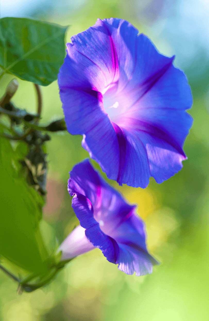 Buy Blue Morning Glory Seeds: Vibrant Blooms for Your Garden