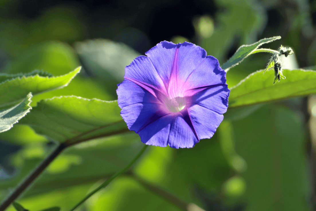 Garden Blossoms: Get Blue Morning Glory Seeds for Vibrant and Charming Flowers
