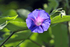 Garden Blossoms: Get Blue Morning Glory Seeds for Vibrant and Charming Flowers