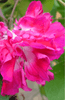 Indlæs billede i gallerifremviser, Garden Beauty: Get Double Red Morning Glory Seeds for Vibrant and Charming Flowers