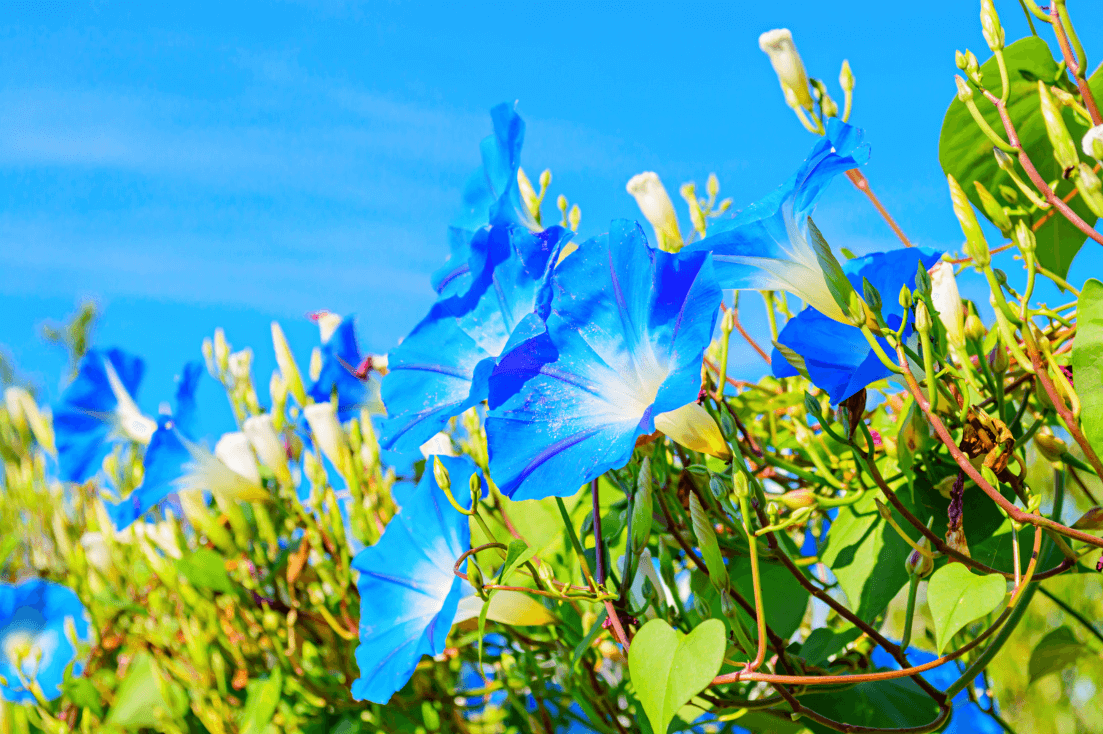 Stunning Heavenly Blue Morning Glory Seeds: Buy for Garden Delights