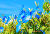 Indlæs billede i gallerifremviser, Stunning Heavenly Blue Morning Glory Seeds: Buy for Garden Delights