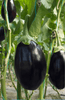 Premium Black Beauty Eggplant Seeds | Buy Aubergine Seeds Online 