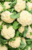 Premium Cauliflower Seeds | Buy High-Quality Seeds Online