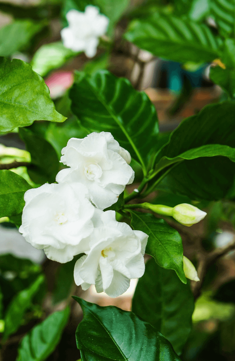 Plant Shop | Buy Gardenia Jasminoides Seeds | Plant & Growing Guide Garden Paradise